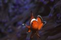 Who's being nosey the Western Clownfish or me