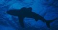 One of several Oceanic White Tips circling under our boat.