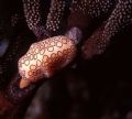Among the soft corals found off the Cayman Islands a popular find is the Flamingo tongue shell, shown here with it's mantle exposed. Pentax me