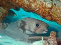Porcupine Fish, Angel City Reef, Bonaire. Nikon D70s with 18-70mm zoom, Ikelite Housing, D125 Strobe.