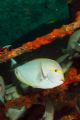 surgeon fish 