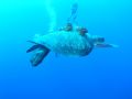 Sea Turtle and Hitchhikers