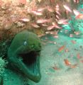 Old One Eyed Green Moray