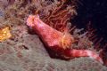 Nudibranch: Ceratosoma trilobatum - Reasonably common at Wreck Point and Canyons dive sites along Taiwan NE Coast, always a delight to notice one of these large and colorful nudibranchs making its way along the bottom.