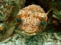 Keep smiling...!!!
Friendly little Balloonfish swiming directly to my camera and smile, so I could make this picture.