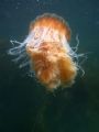 A subantartic jellyfish taken at the Strait of Magellan, Chile. Nikon Coolpix 995 w/Sealux housing and Subtronic strobes.