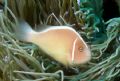Pink Anemonefish - I admire the contrast between the delicacy of the fins the stinging nature of the host anemone, the pink of the fish and purple of the anemone frond tips contrasting against the green of the frond lengths