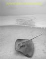 Sting ray à Moorea lagoon