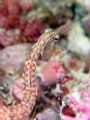 Pipefish, Steve's Bommey GBR
Canon powershot with inon D2000
