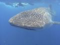 Whaleshark in Tofo, Mozambique