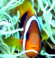 Nemo's cousin
Great Barrier Reef

