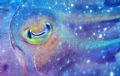 Cuttlefish eyeball, GBR Australia
Canon/Inon
