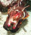 Flamboyant cuttlefish. Spotted during check out dive at house reef