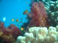 soft coral 14nov2006 at japnese gurden-gulf of aqaba
