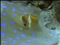 Beautiful bluespotted stingray at ~20 meters depth in Borneo