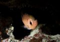 Black Bar Soldierfish w/3 isopod parasites, Black Rock, Grand Cayman, Nikon D200, Aquatica Housing, inon Strobe