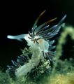 image name:Dancing Nudibranch.
Was taken by strong currant.