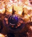 Eye of the anglerfish
