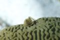 Christmas Tree worms on a brain coral,D200...
