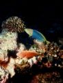 Hawk fish and Wrass, Just hangin
Nikonos V 28mm lense
