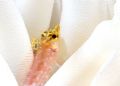 Diamond blenny in anemone. Little Cayman.