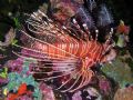 Lion fish - Was sitting under rock overhang with 2 others at around 25m. Picture taken in Yasawa Islands Fiji