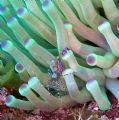 Spotted Cleaner Shrimp on Purple Tipped Anemone at Columbia Shallows in Cozumel Mexico.