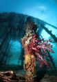 Shot under the jetty of some island in Raja Ampat.