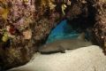 Baby nurse shark hiding in cave. Nikon D70. Had fun fitting camera into cave!