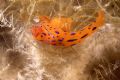 nudibranch 8mm lenght macro picture by nikonos tube 2:1