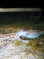 Octopus ornatus hunting during a night-time low tide, in just a few inches of water