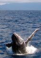 Humpback Whale Breaching,Such an amazing sight. Great Barrier Reef Aust 
