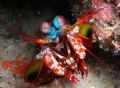 this mantis shrimp actually atackted the camera