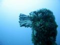 South Africa, Hout Bay. Aster Wreck dive. Corals & sponge growing on chimney stack