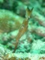 halimeda ghostpipefish