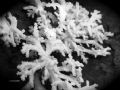 corals,, B/W
