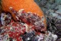 Largescaled scorpionfish - Nikon coolpix 5000