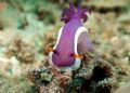 Nudibranch, crowned and climbing hard to the top ...