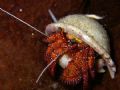 Hermit Shell Crab. Taken South China Sea - Pulau Rendang