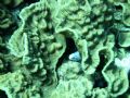 Picture taken of an eel hiding in some cabbage coral in the Gulf of Aqaba.
