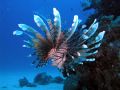 This lionfish is graceful and beautiful as a butterfly, as ferocious as the most dangerous predator too! This was taken in Sipadan with Olympus C4040 with Inon dome lens and Sea & Sea auto 90 strobe.
