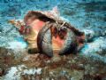 Giant Hermit Crab with sealife cd200 camera