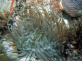 Gaint Sea Anemone,Palmas del mar Humacao, Puerto Rico,Camera Dc310