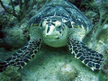 Hawksbill Turtle,Vieques Puerto Rico,Camera DC500