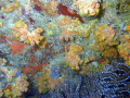 Orange Cup Coral,Palmas Del mar Puerto rico,Camera Dc310