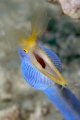 Blue Ribbon Eel on the attack