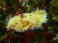 Psychedelic nudibranch?
