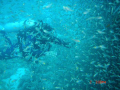 THIS photo taken in the sit of GOROGO 1 In gulf of aqaba