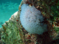 Pedernales Reef Marine Life