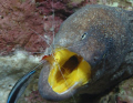 Yellow mouth moray on the Ceader Pride in Gulf of Aqaba D70  in Aquatica Housing 105mm macro